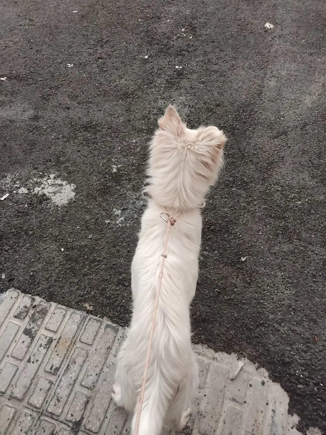 سگ|سگ|فسا, |دیوار