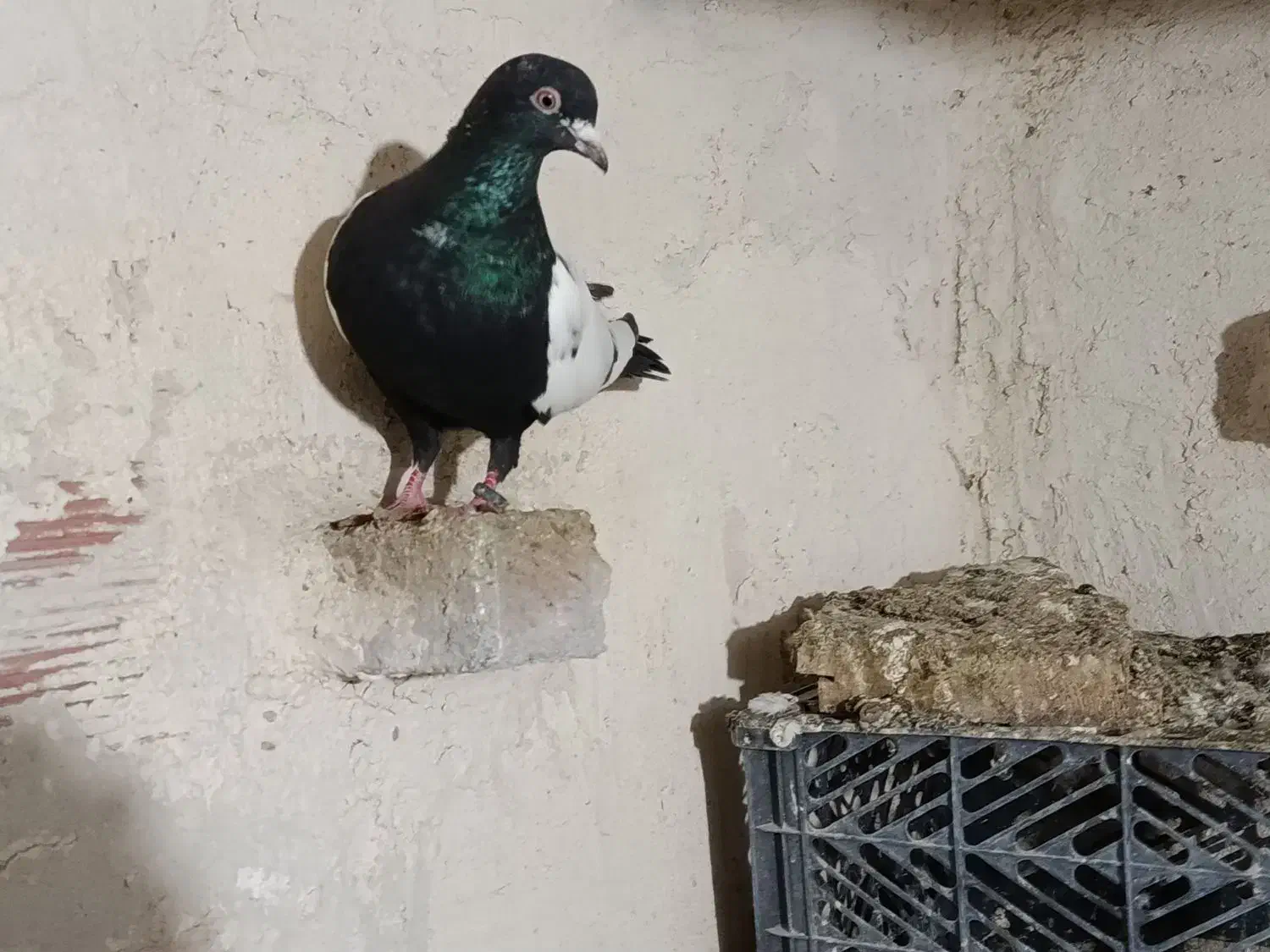 کبوترطوقی8عدد.   3500|حیوانات|اردبیل, |دیوار