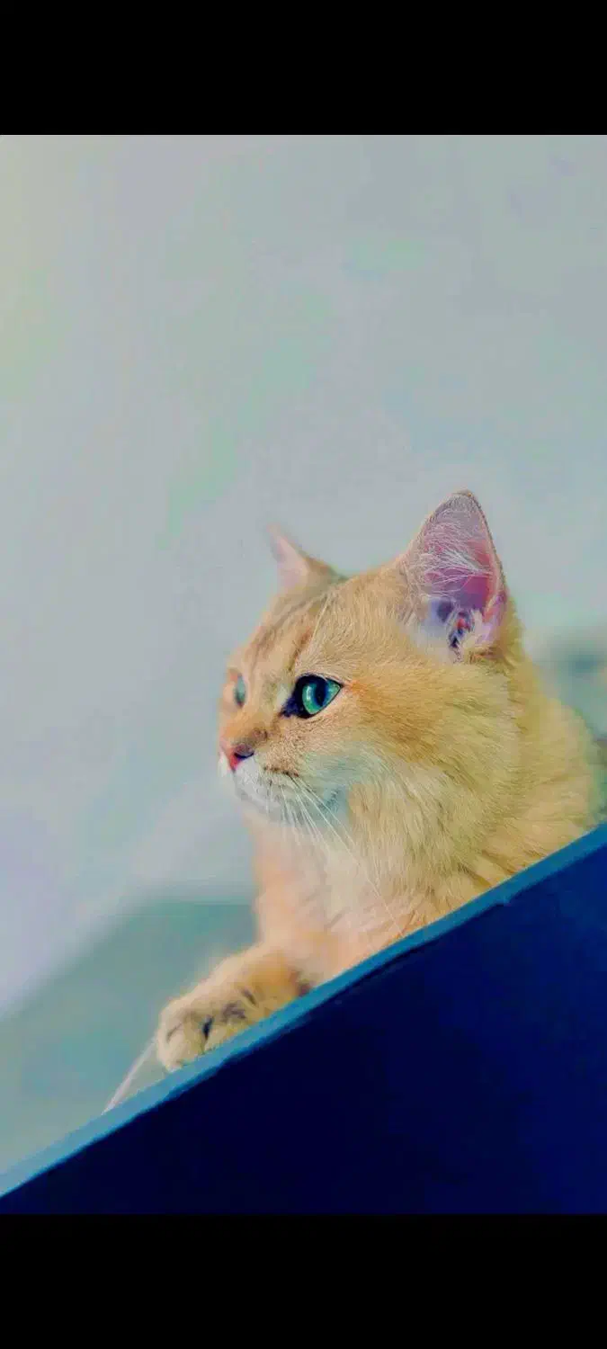 گربه نژاد برتیش نراصیل اماده جفت گیری|گربه|مشهد, الهیه|دیوار