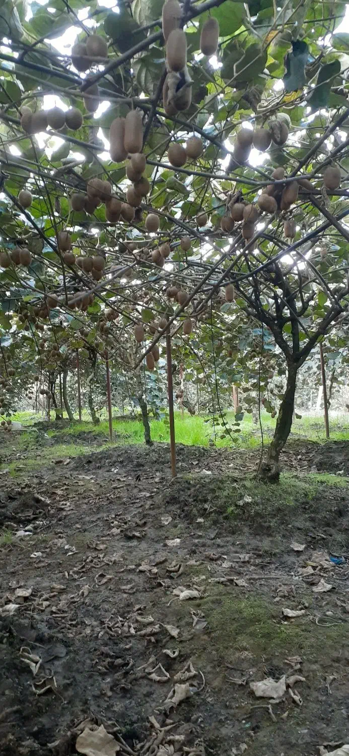 فروش درخت کیوی|گل و گیاه طبیعی|رشت, لاکان|دیوار