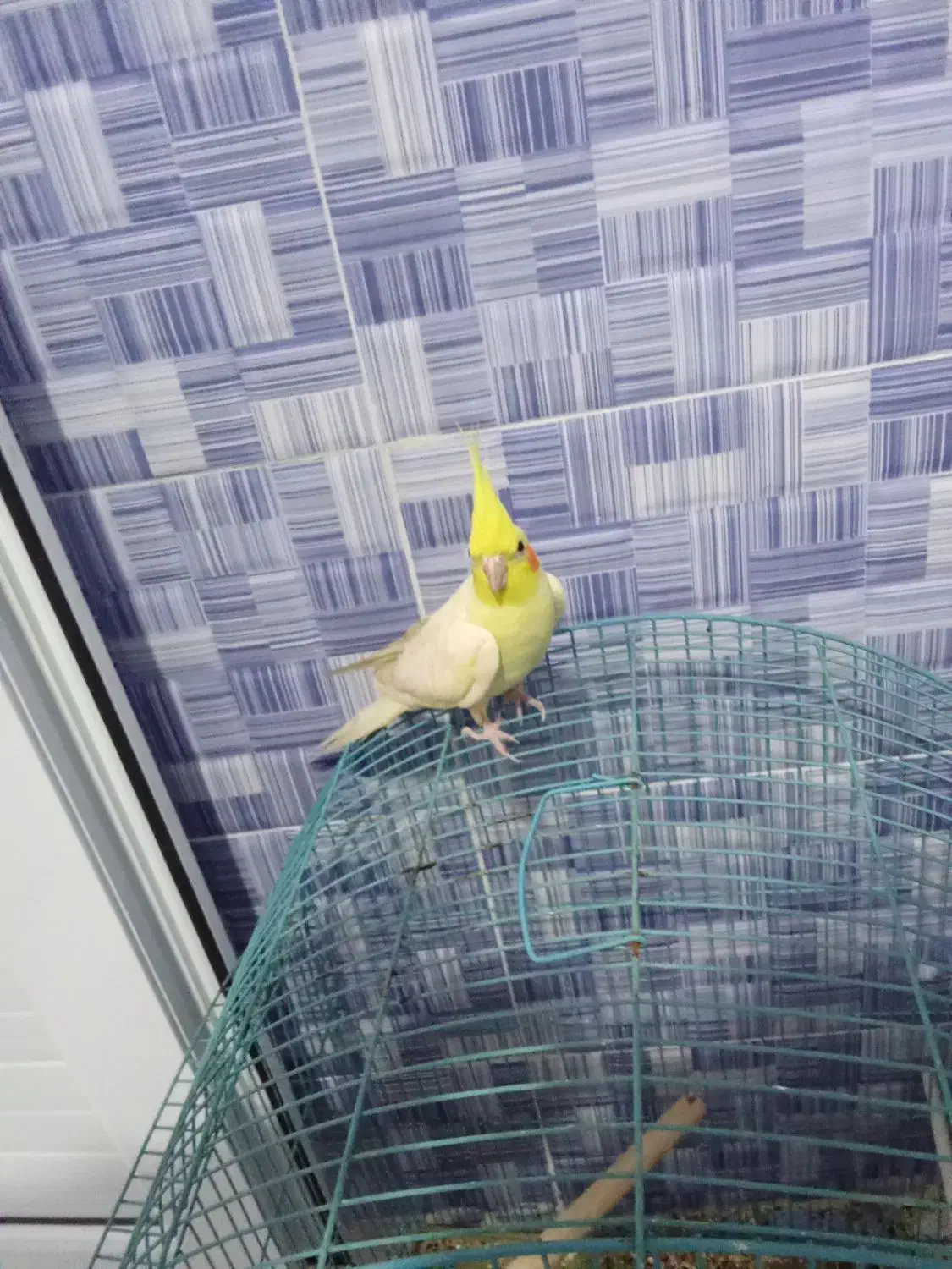 جم سالم وسخنگو|پرنده|جم, |دیوار