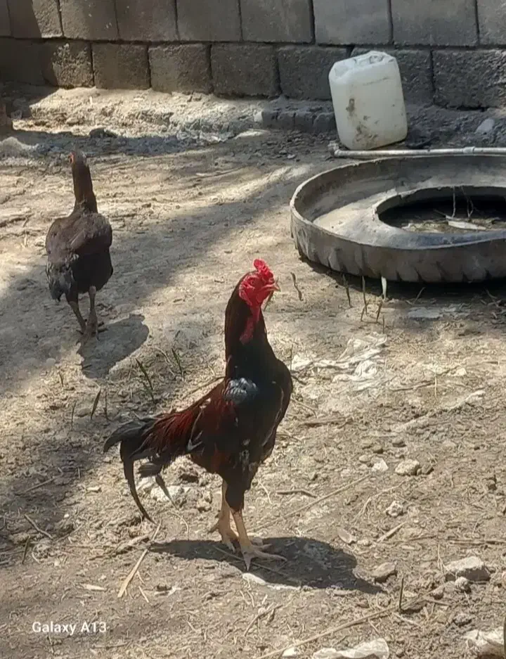 مرغ|حیوانات مزرعه|میناب, |دیوار