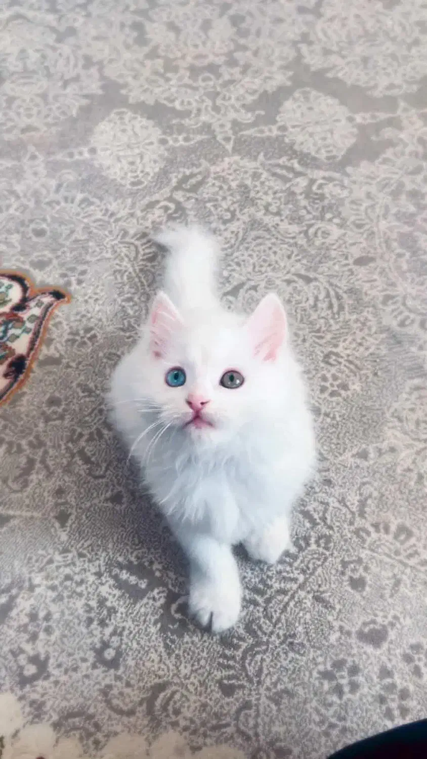 واگذاری گربه|گربه|مشکیندشت, |دیوار