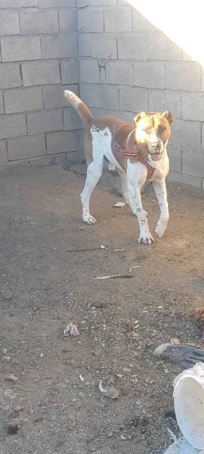 سگ گله|سگ|تربت‌حیدریه, فرمانداری|دیوار