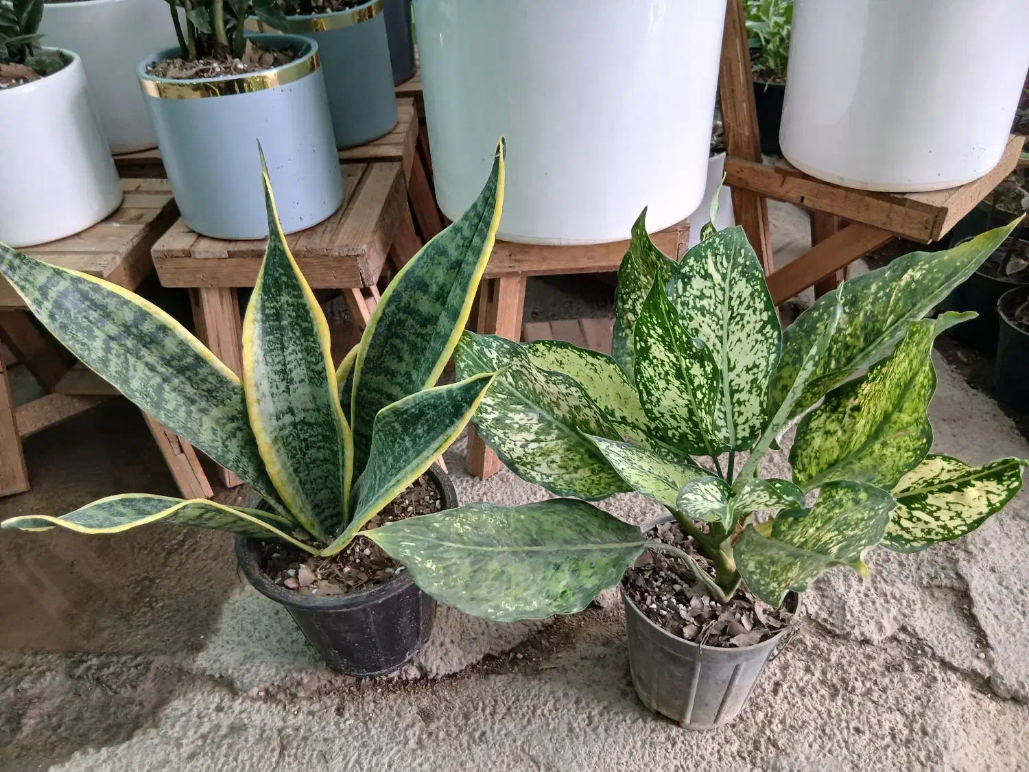 تخفیف ویژه به مناسبت روز مادر|گل و گیاه طبیعی|شیراز, باغ تخت|دیوار