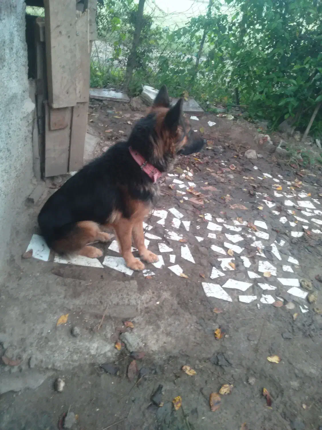 فروش یه قلاده سگ ژرمن ماده|سگ|سیاهکل, |دیوار