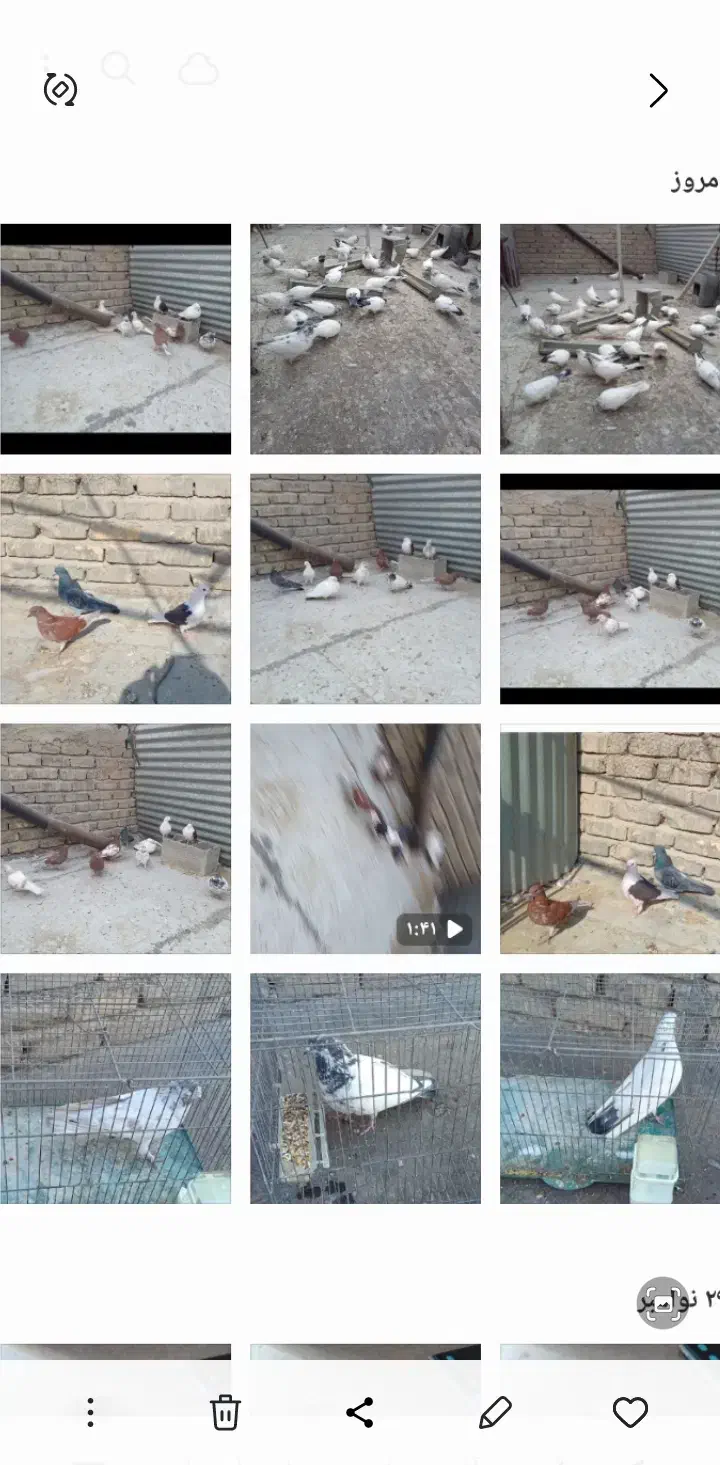 کبوتر|پرنده|اصفهان, جلالیه|دیوار