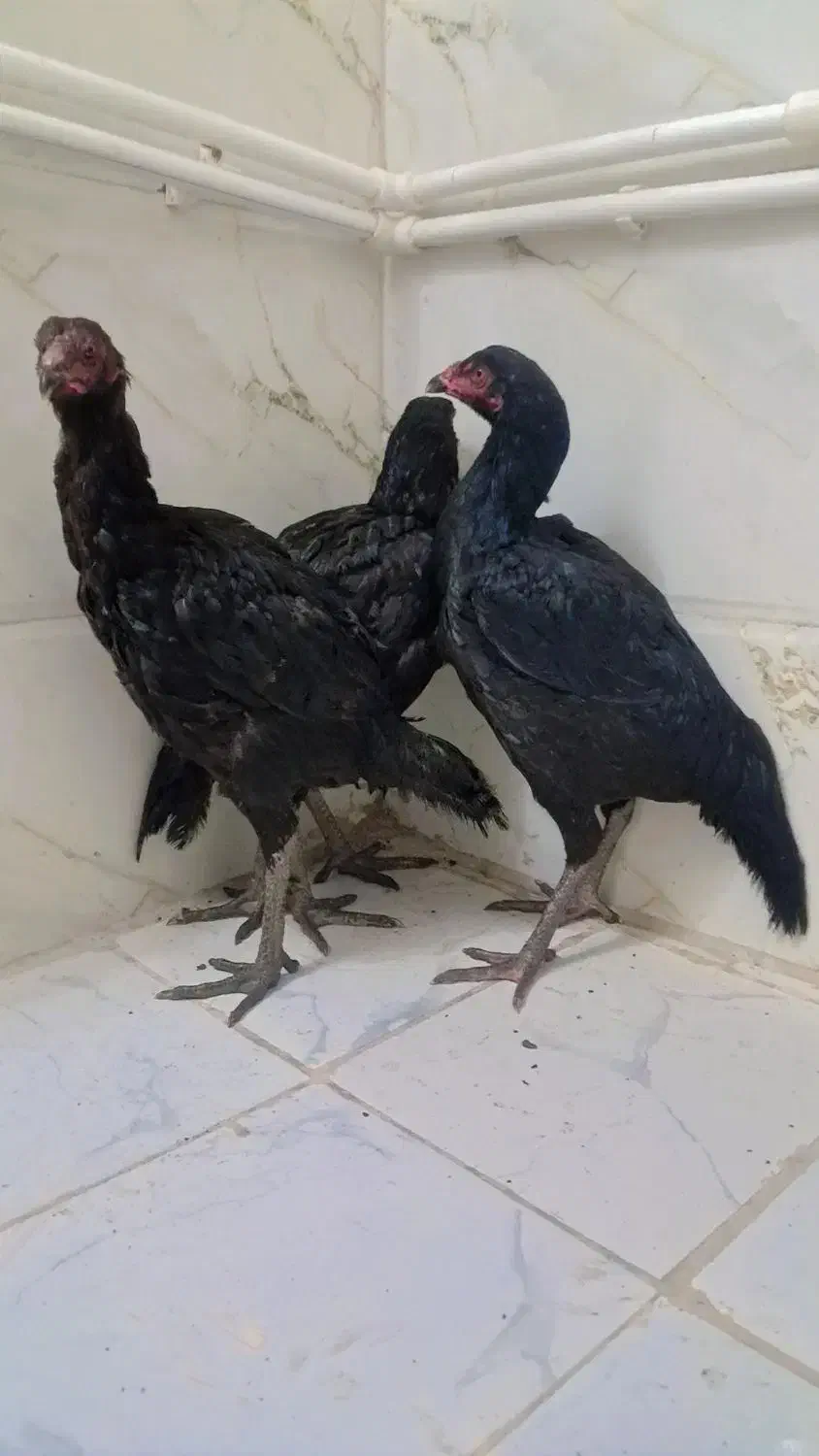 مرغ لاری نوچه|حیوانات مزرعه|نیمروز, |دیوار