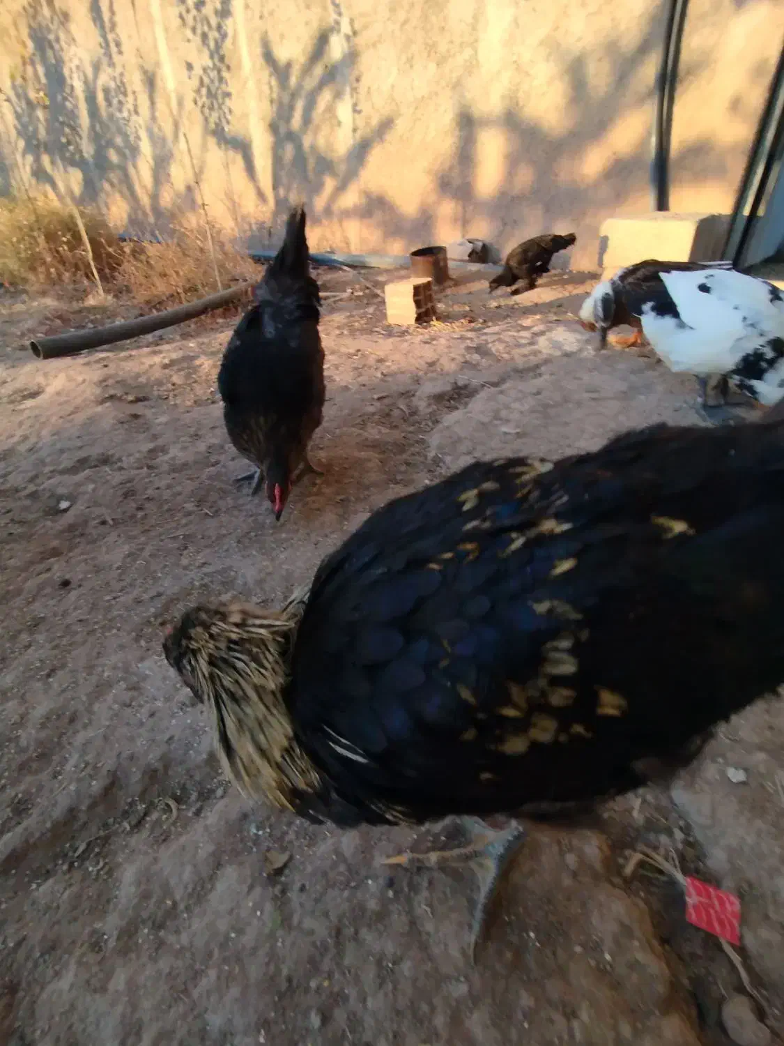 بوقلمون،اردک، جوجه خروس|حیوانات مزرعه|آبیک, |دیوار