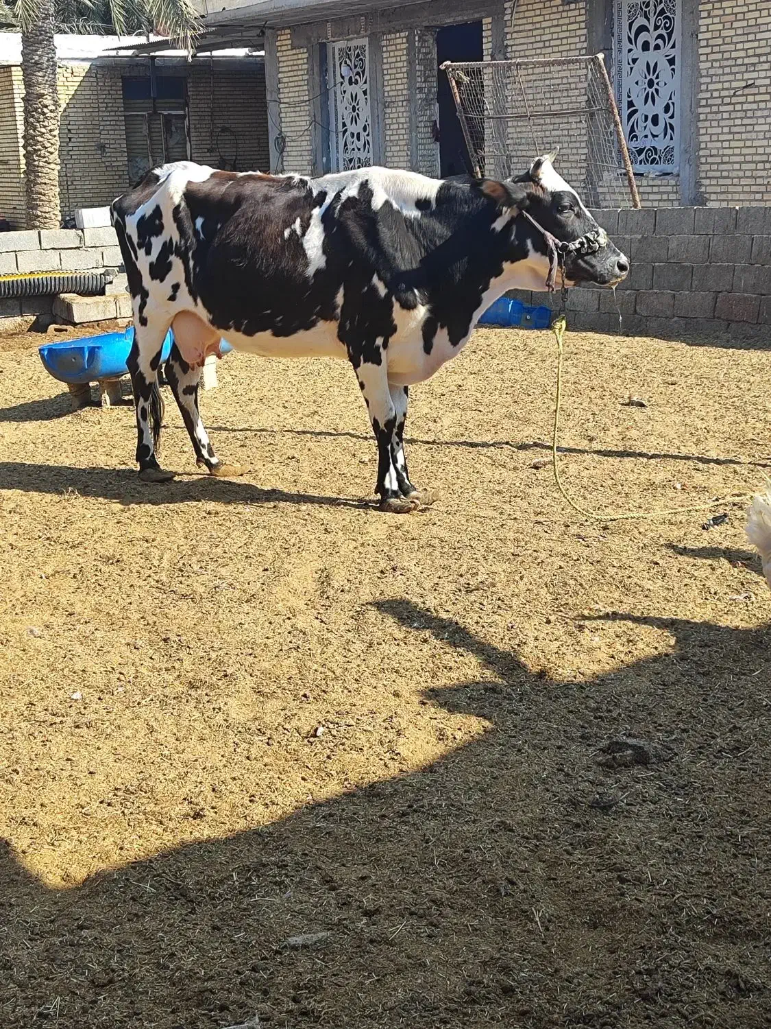 گاو خانگی|حیوانات مزرعه|بندر ماهشهر, |دیوار