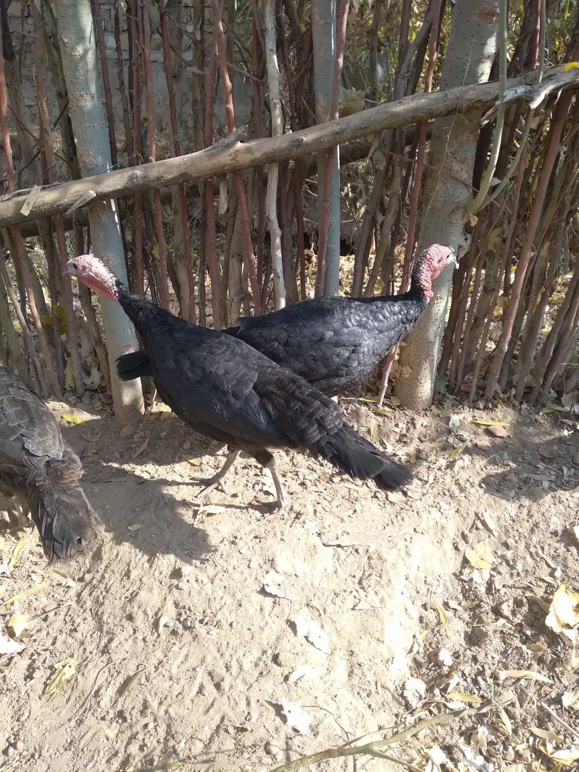 بوقلمون ماده|حیوانات مزرعه|بکتاش, |دیوار