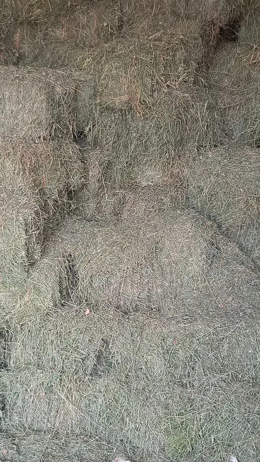 یونجه|حیوانات مزرعه|بکتاش, |دیوار