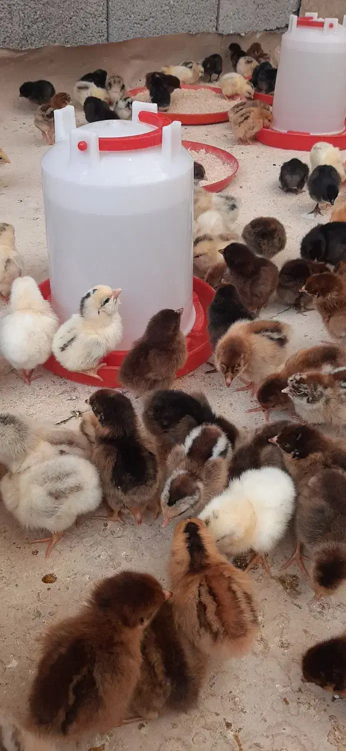 جوجه مرغ و خروس محلی رسمی گلپایگان تخم گذار|حیوانات مزرعه|تهران, مظاهری|دیوار