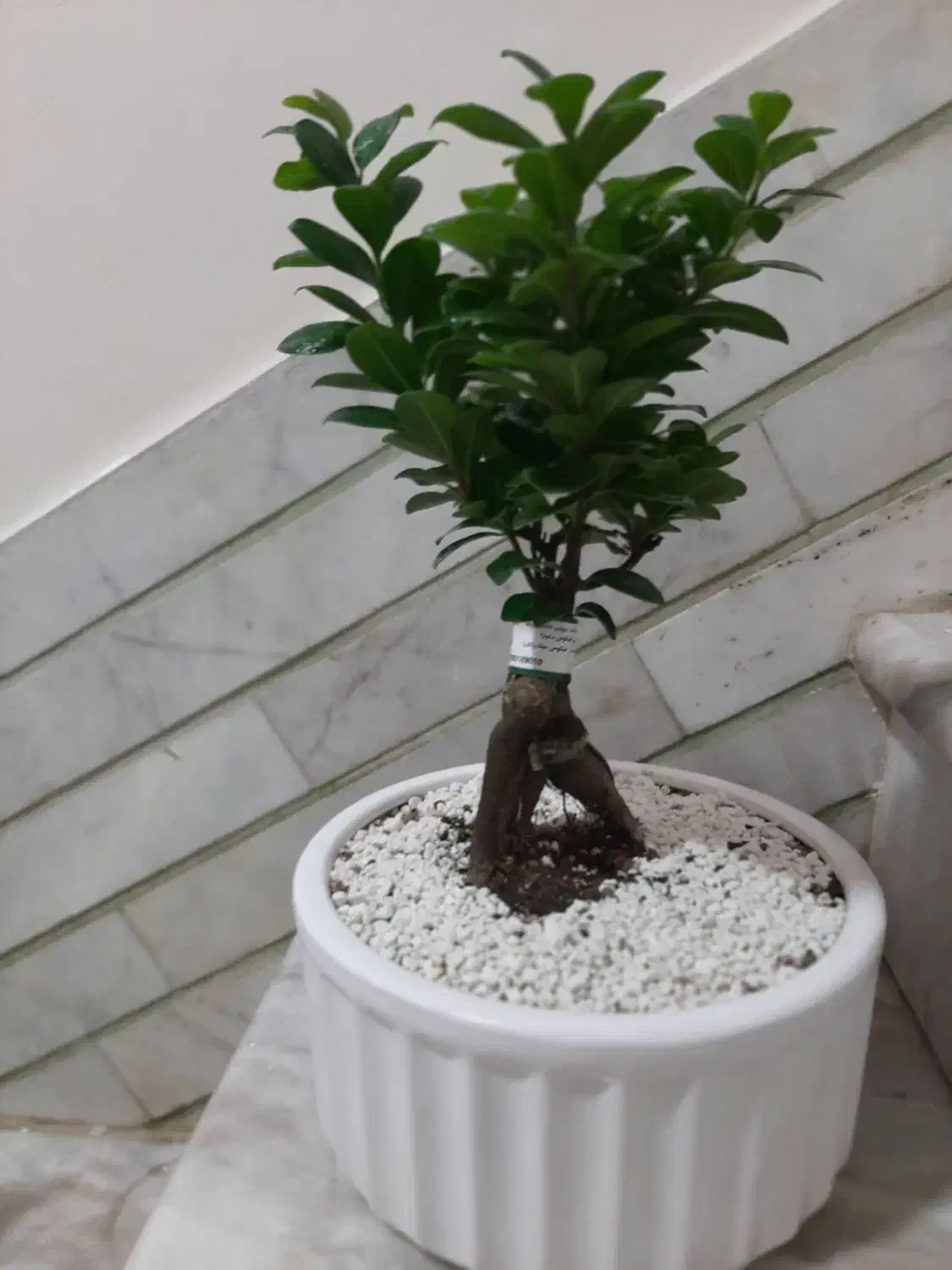 گل بونسای زیبا|گل و گیاه طبیعی|نظرآباد, نظرآباد|دیوار