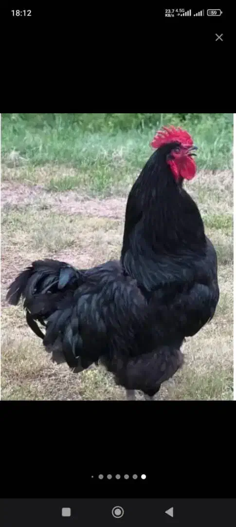 مرغ خروس سیاه سفید مشکی قربانی آنلاین حضوری ارسال|حیوانات مزرعه|تهران, صادقیه|دیوار