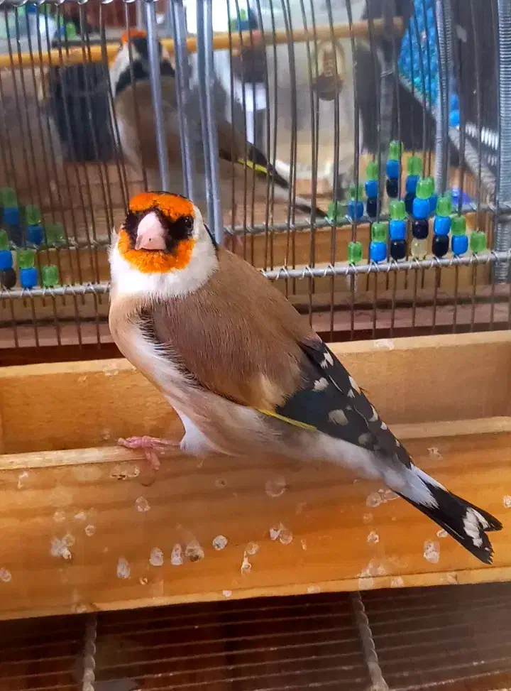 سهره مست کت شل کن حنجره دار|پرنده|شیراز, نیستان|دیوار