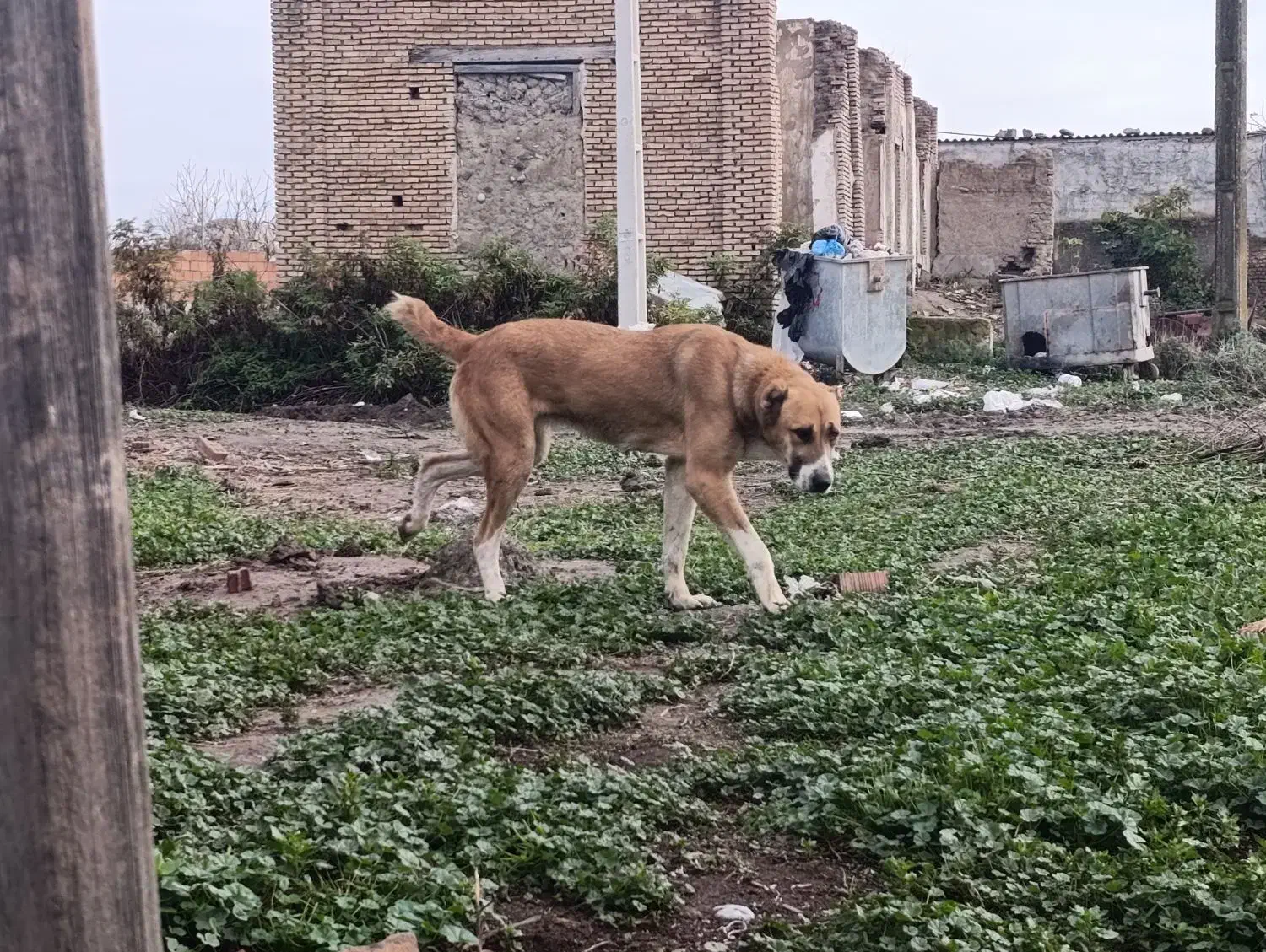 ماده سگ افغان|سگ|سرخنکلاته, |دیوار