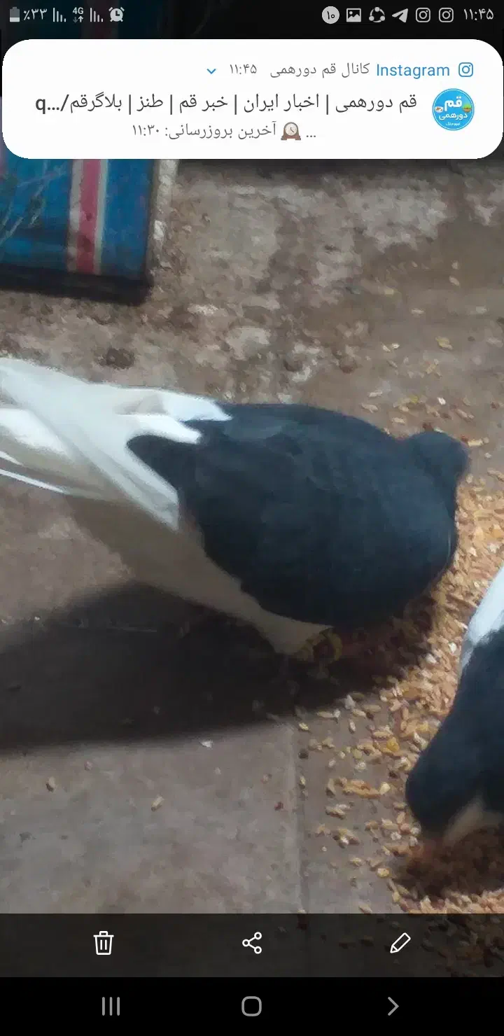 کبوتر خوش رنگ سیاه گم شده|حیوانات|نظرآباد, رسالت|دیوار