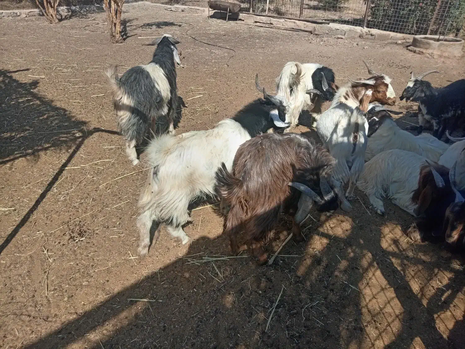 گوشت کهره 730|حیوانات مزرعه|نی‌ریز, |دیوار