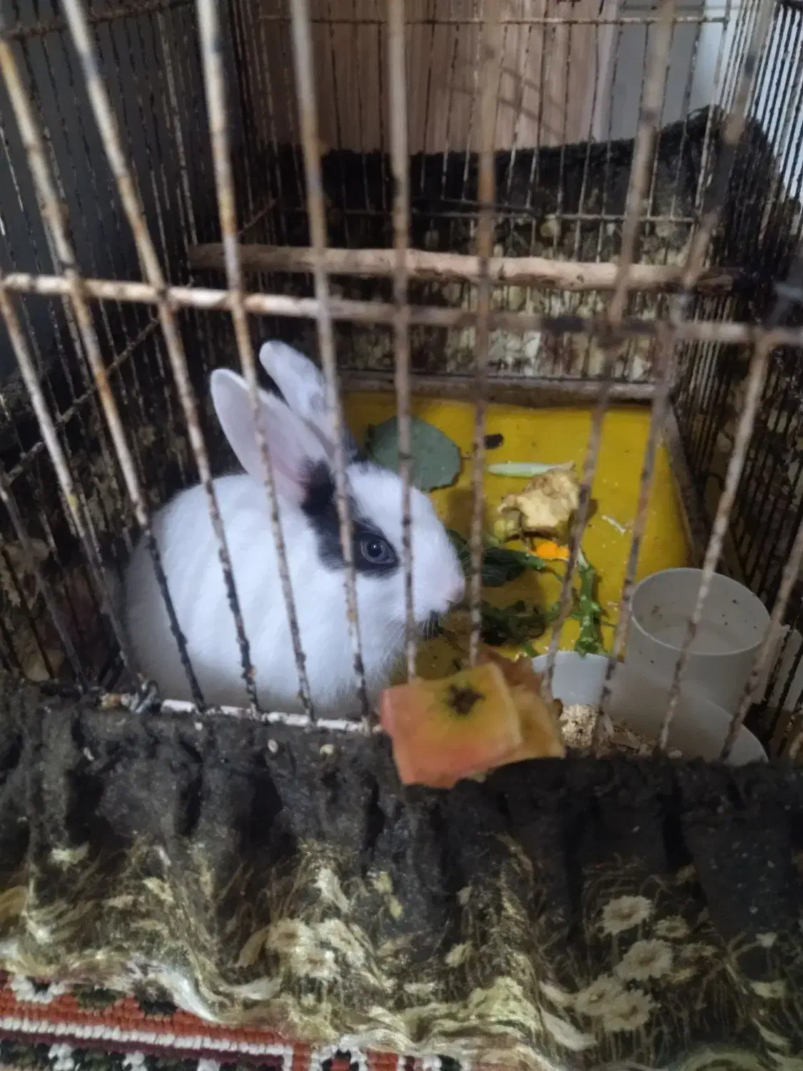 خرگوش باقفسش|موش و خرگوش|سبزوار, شهرک جهاد|دیوار