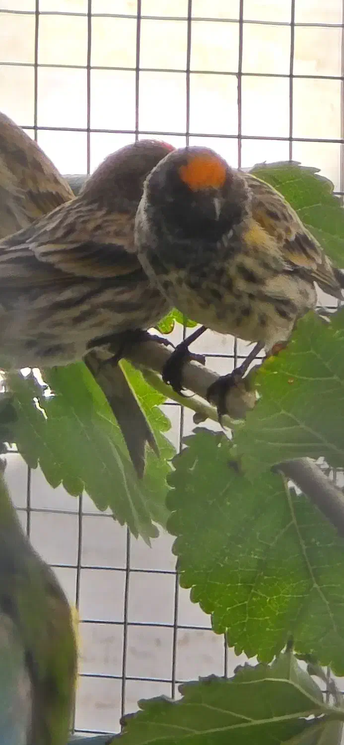 گلبسر وسهر|پرنده|خرمشهر, |دیوار