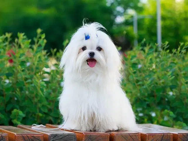 واگذاری سگ خونگی قبول میکنم|سگ|کازرون, |دیوار