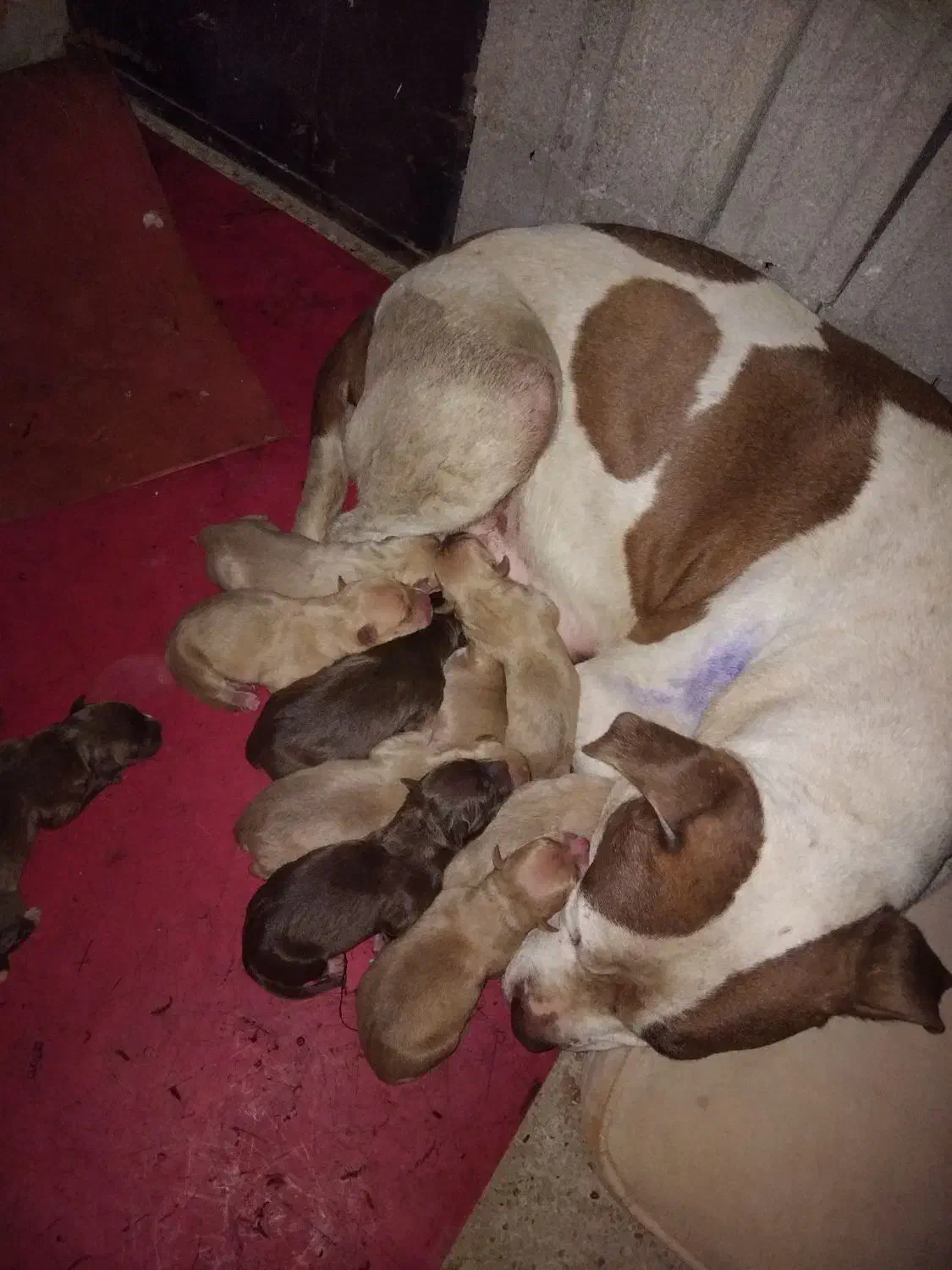 پیت بول گم شده|حیوانات|تهران, تهرانسر غربی|دیوار