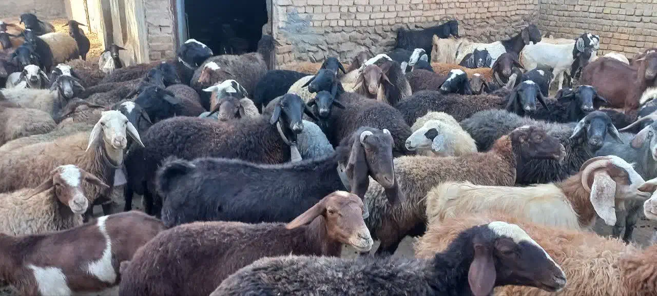 میش آبستن|حیوانات مزرعه|خنجین, |دیوار