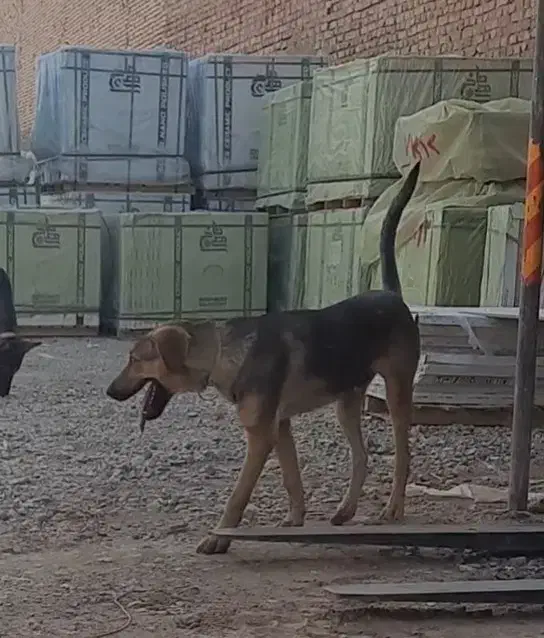 سگ گم شده|سگ|یزد, |دیوار