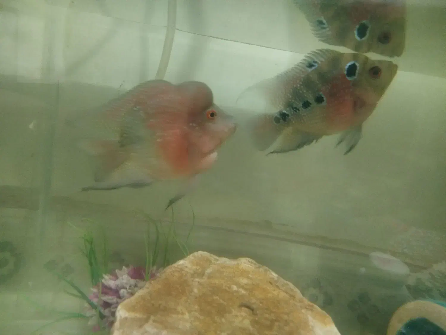 ماهی فلاور جفت|ماهی|تویسرکان, |دیوار