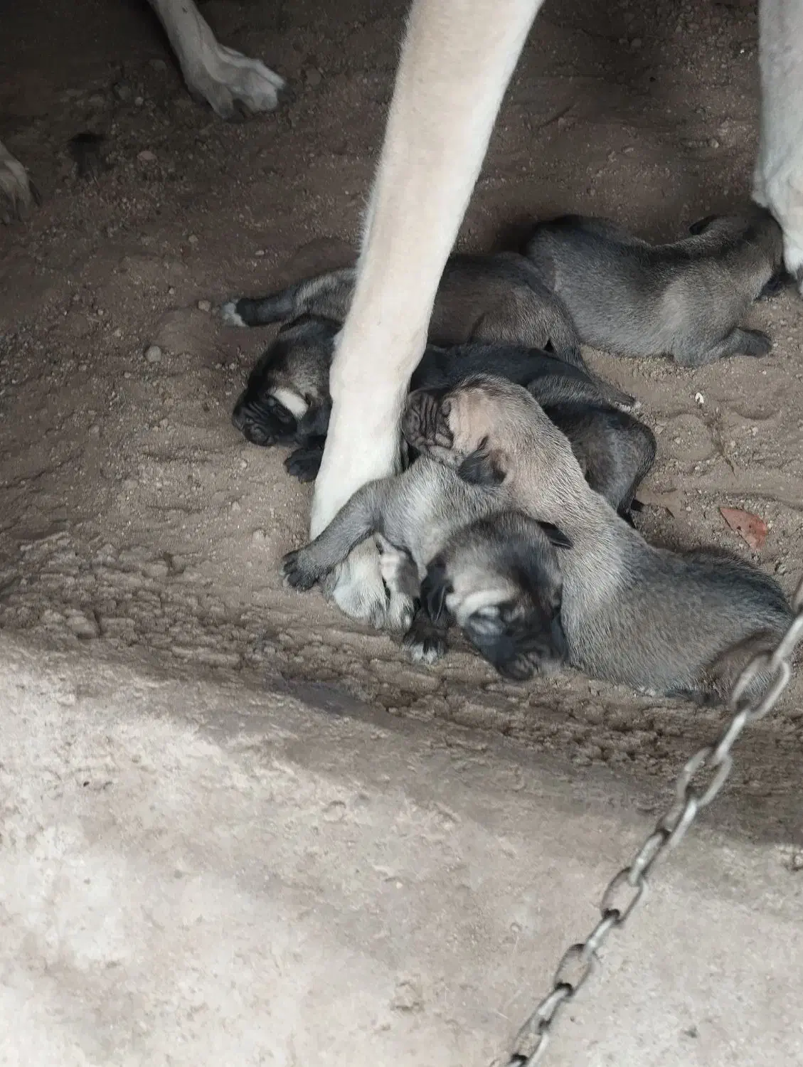 توله ماده سرابی|سگ|سراب, |دیوار