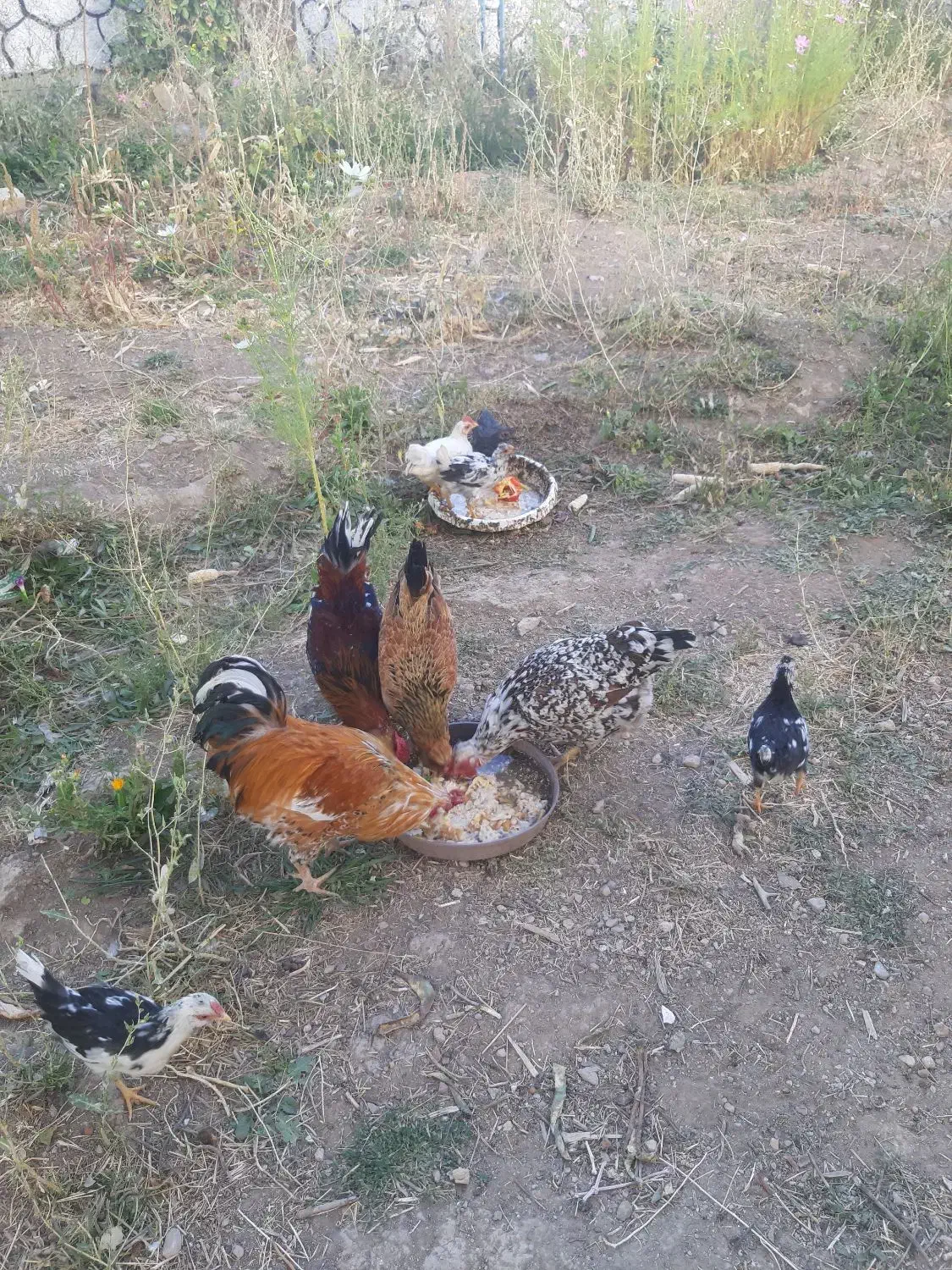 مرغ گلین|حیوانات مزرعه|سمیرم, |دیوار