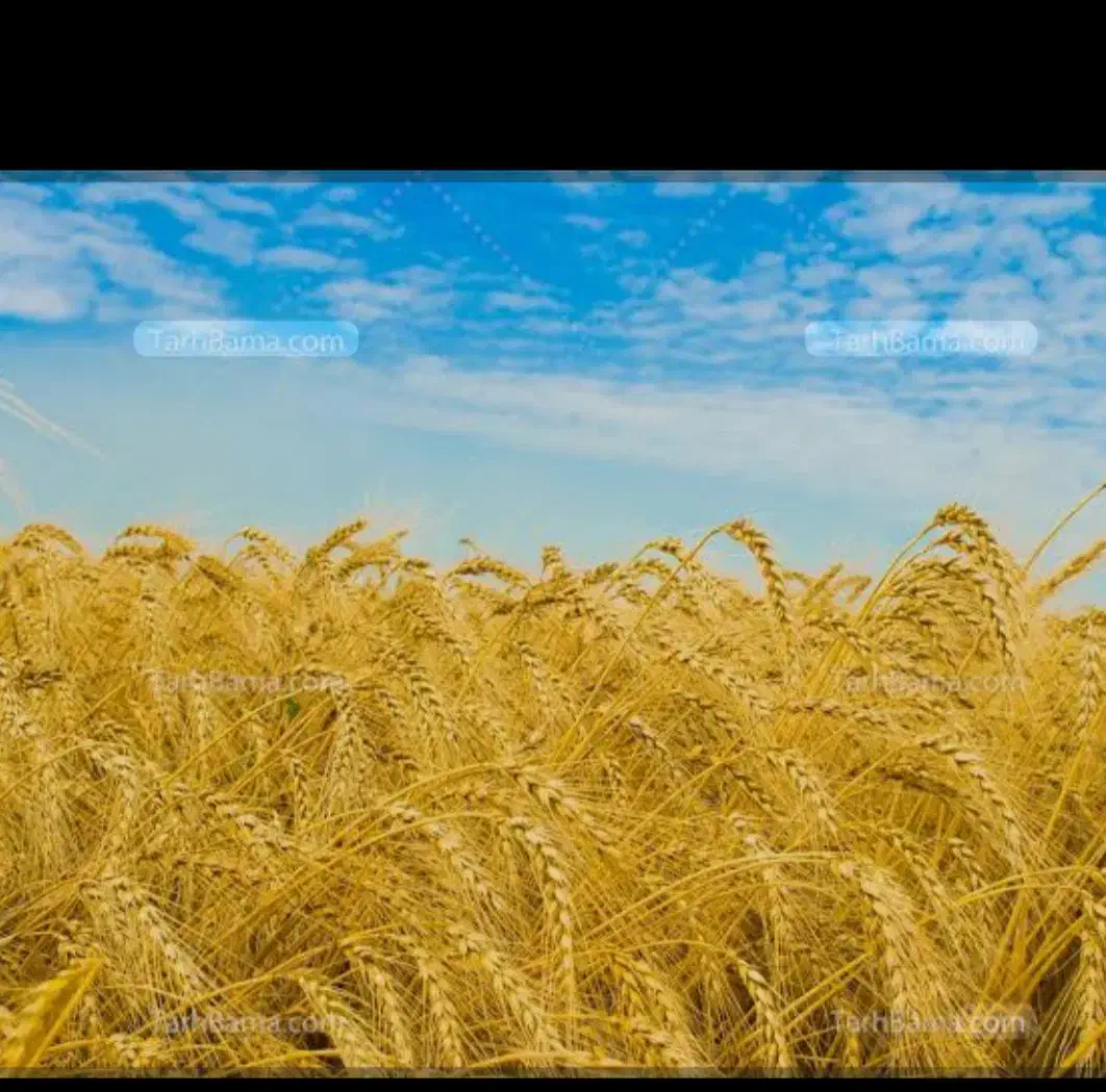 فروش گندم پیشگام|خوردنی و آشامیدنی|زرین دشت (همدان), |دیوار