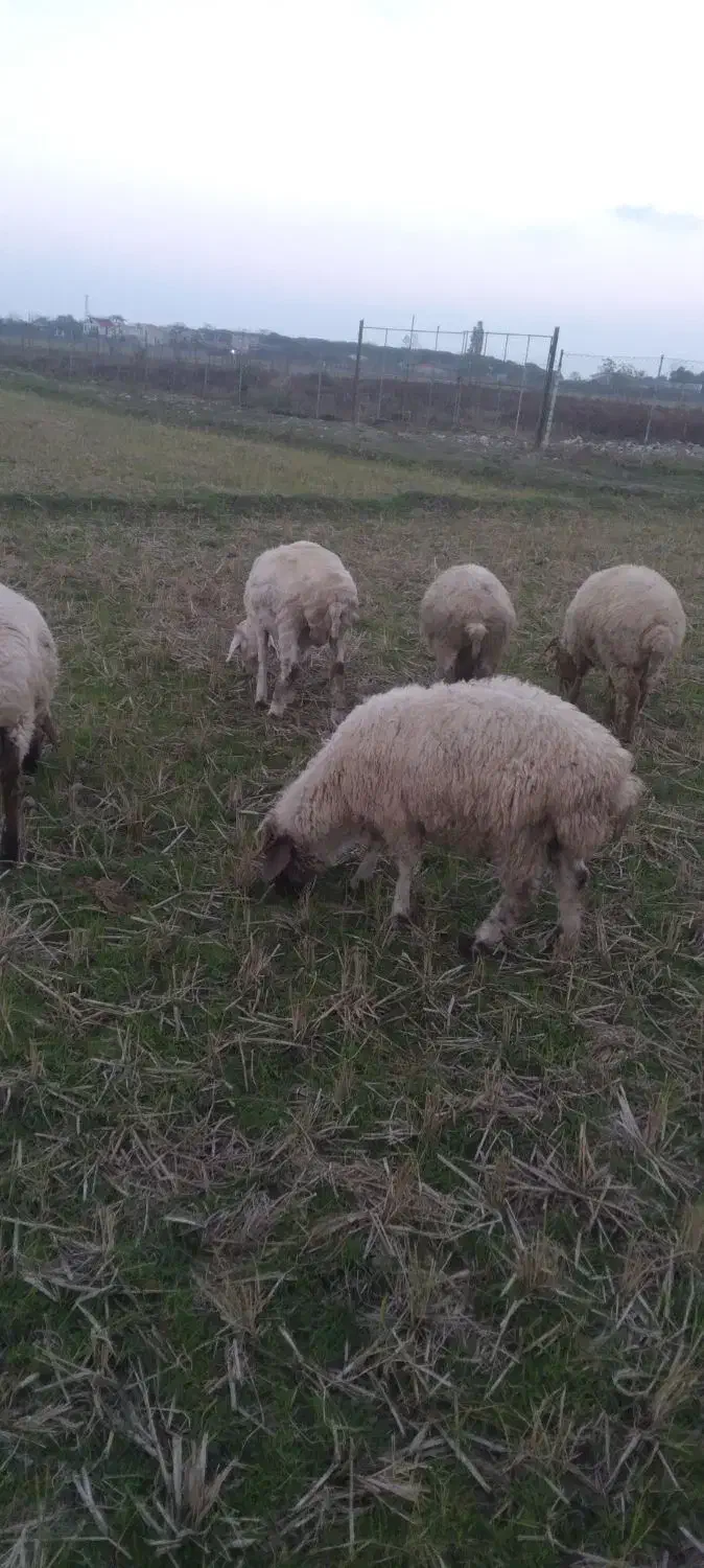 فروش بره و گوسفند|حیوانات مزرعه|تالش, جوکندان|دیوار