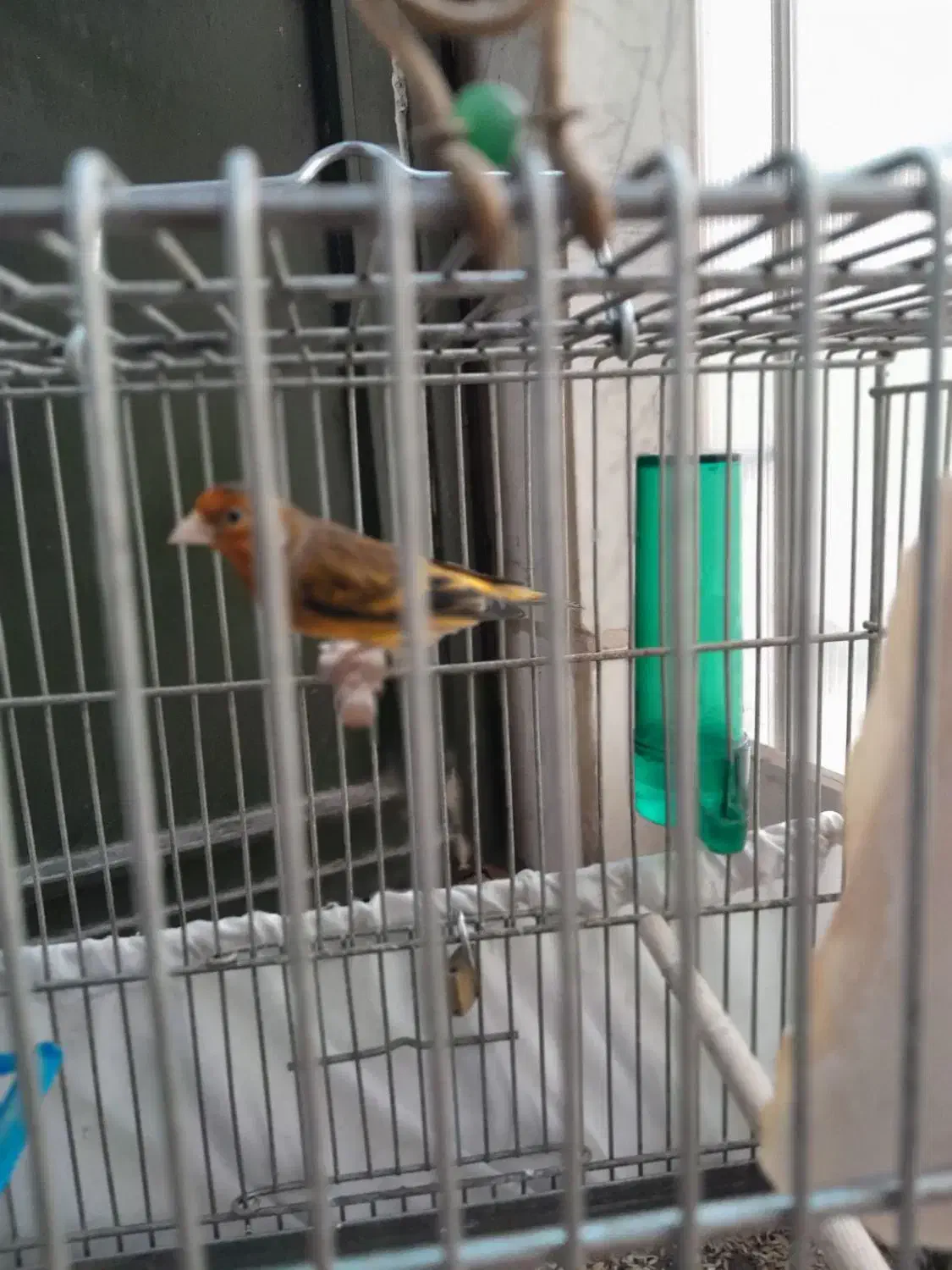 قناری نر و سهره قناری دهن دار|پرنده|تهران, مجیدآباد|دیوار