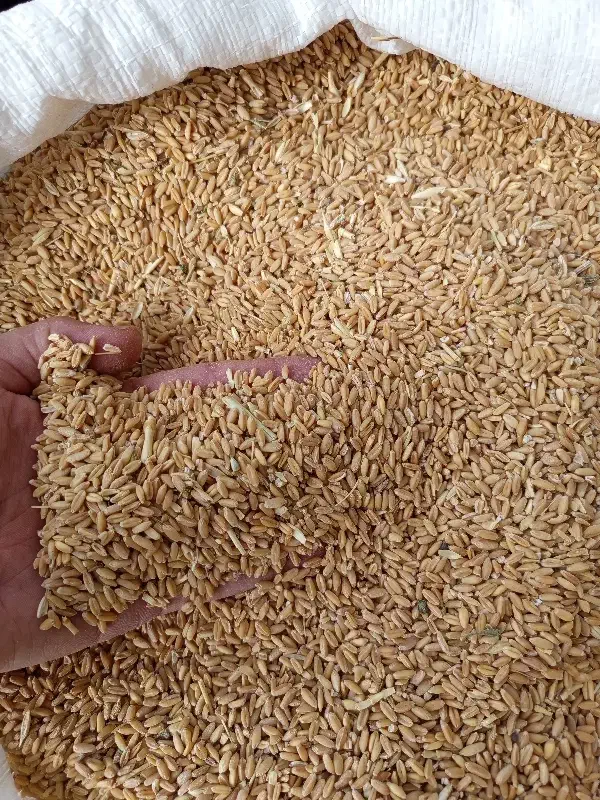 گندم دیمه بذری|لوازم جانبی حیوانات|نیشابور, مازول|دیوار