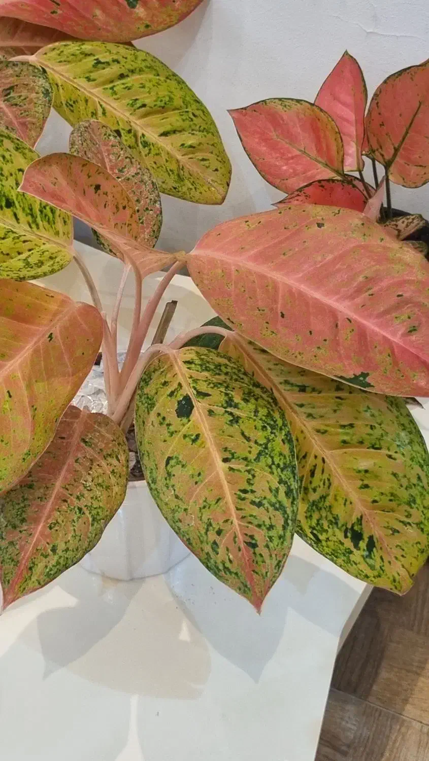 گل آپارتمانی|گل و گیاه طبیعی|بندر انزلی, کوی بهار|دیوار