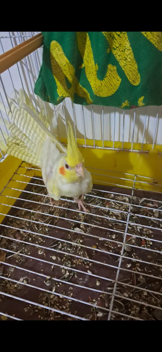 عروس هلندی تازه دون خور|پرنده|کلاچای, |دیوار