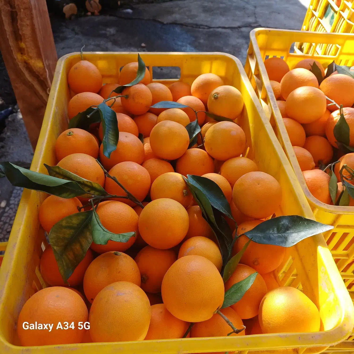 پرتغال خونی و تامسون|خوردنی و آشامیدنی|مرزیکلا, |دیوار