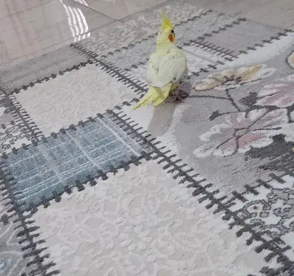 یک جفت عروس هلندی سخنگو رام تخم گذار|پرنده|بومهن, |دیوار