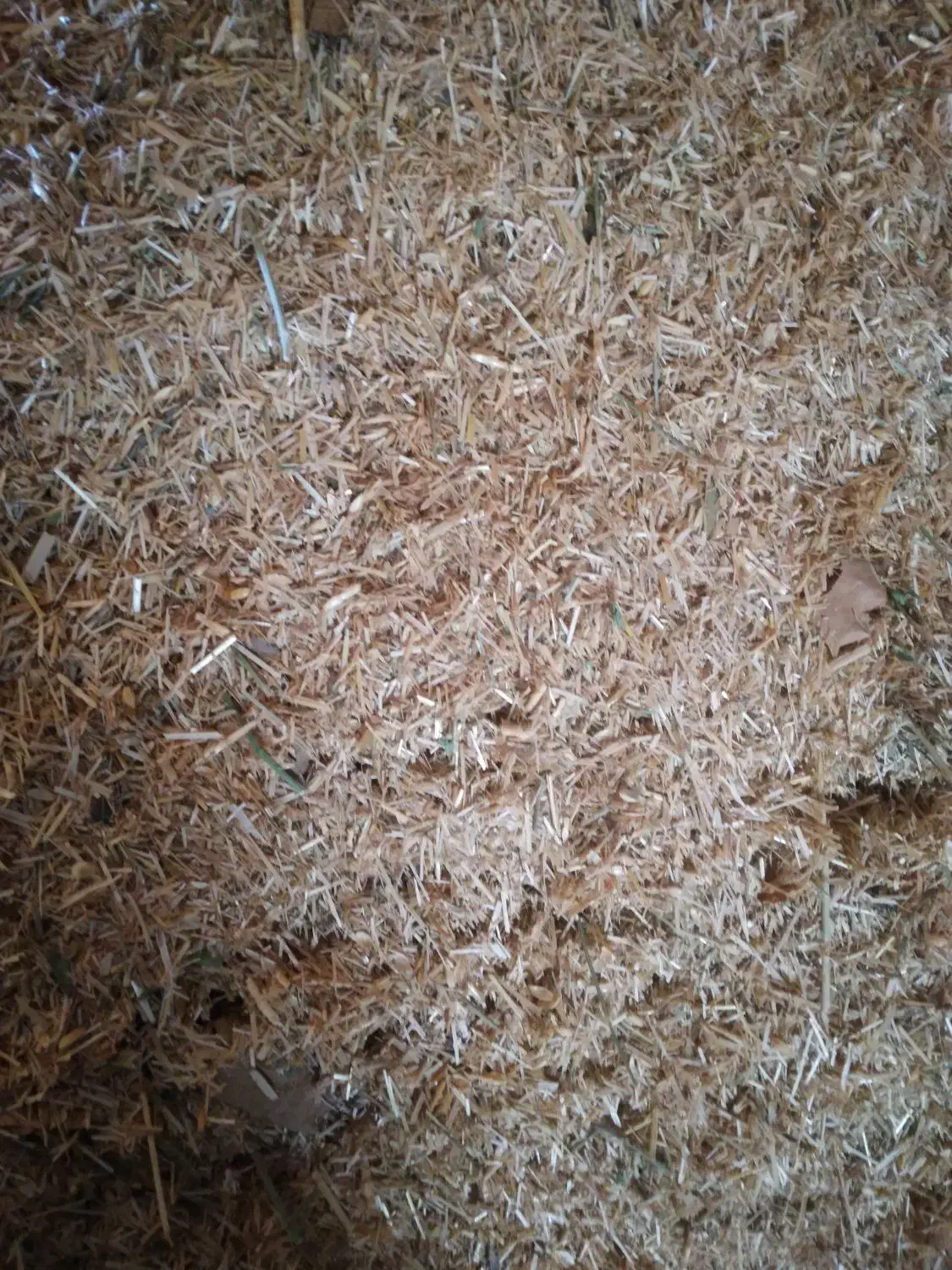 کاه گندم و مخلوط علف و یونجه|لوازم جانبی حیوانات|سلماس, |دیوار