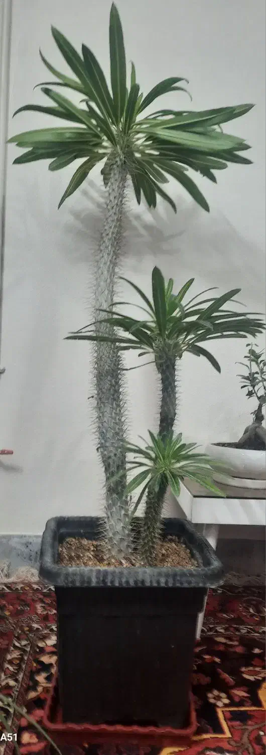 نخل ماداگاسکار|گل و گیاه طبیعی|شاهین‌شهر, گرگاب|دیوار