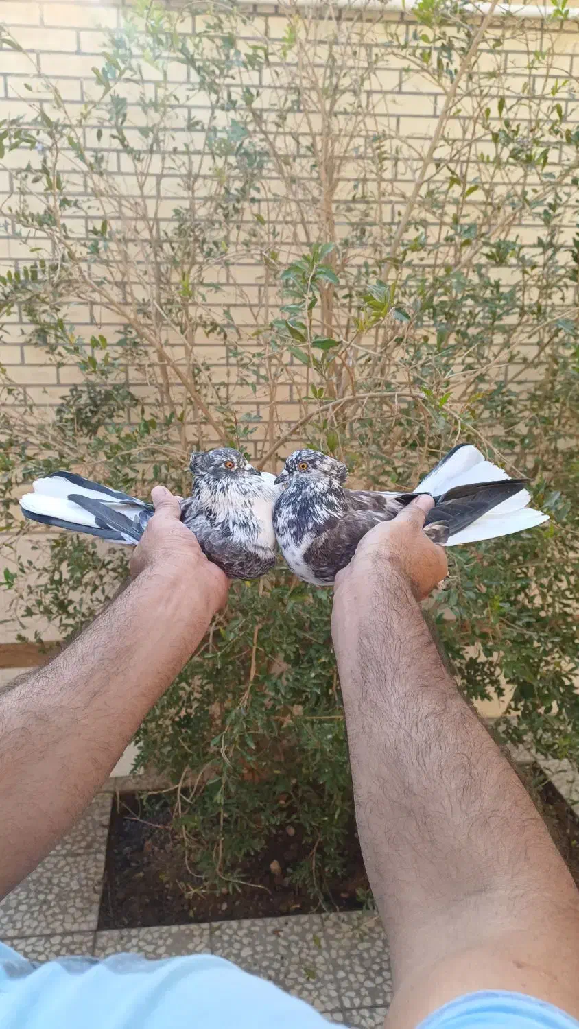 کفتر ناب|پرنده|آران و بیدگل, |دیوار