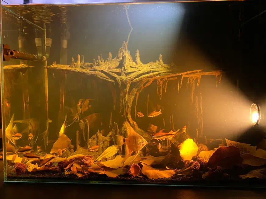 آکواریوم ماهی|ماهی|همدان, |دیوار