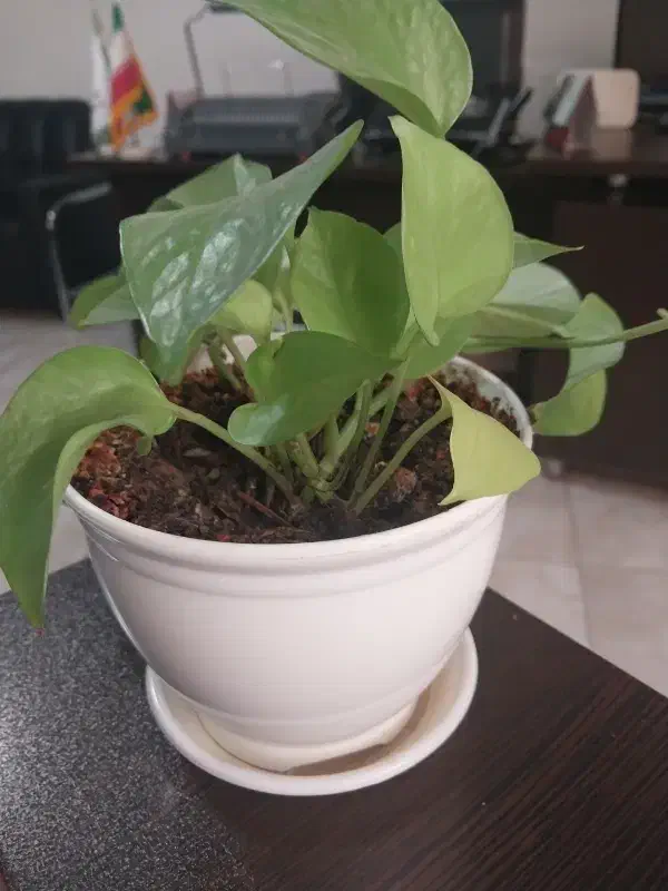 نگهبانی وحراست|استخدام سرایداری و نظافت|شهریار, شهرک عباس پور|دیوار