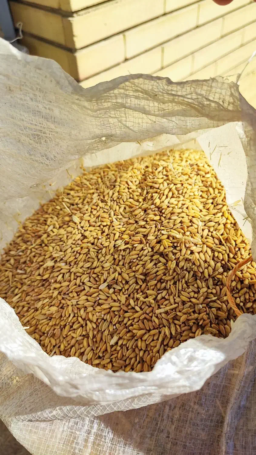 گندم بش دشمن زیاری دست بُر اعلا|خوردنی و آشامیدنی|شیراز, گلشن|دیوار