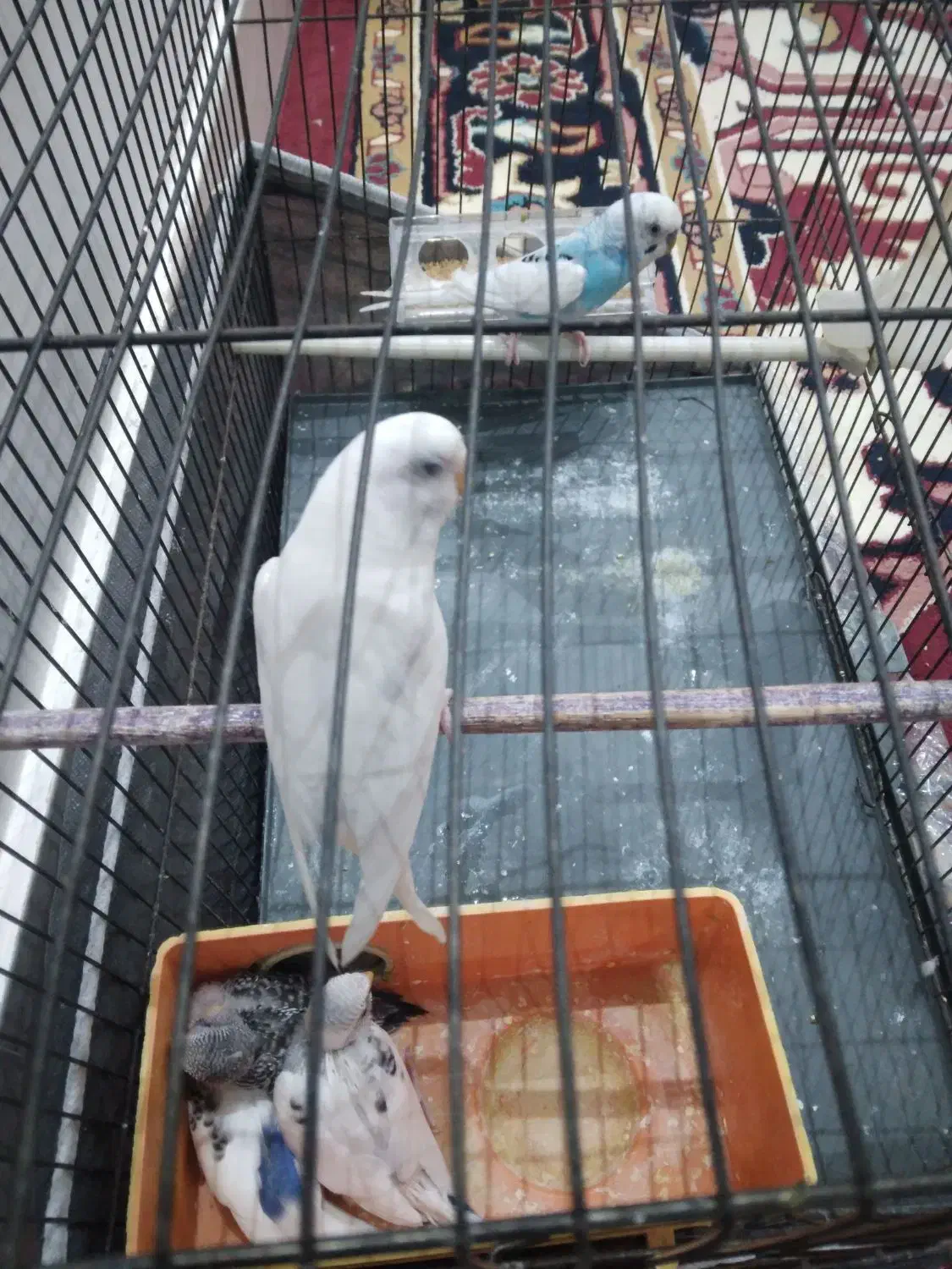 یک جفتمرغ عشق جوجه ده|پرنده|آذرشهر, |دیوار