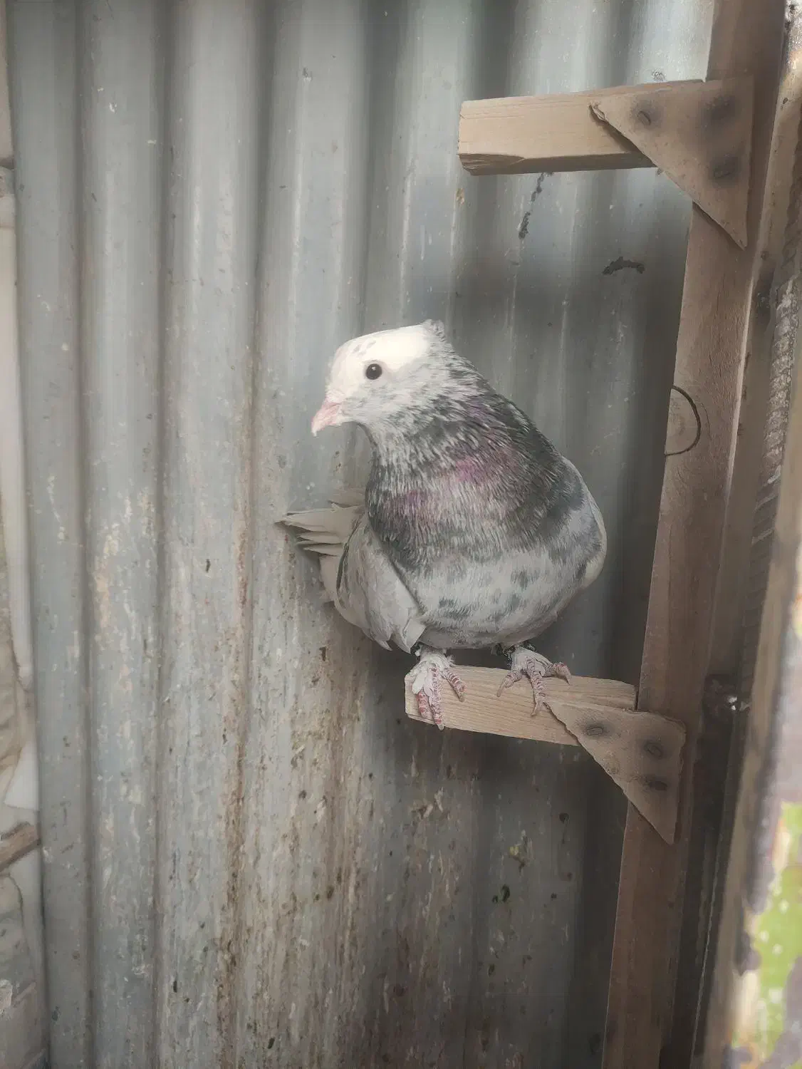 کبوتر|پرنده|شیراز, نصر|دیوار