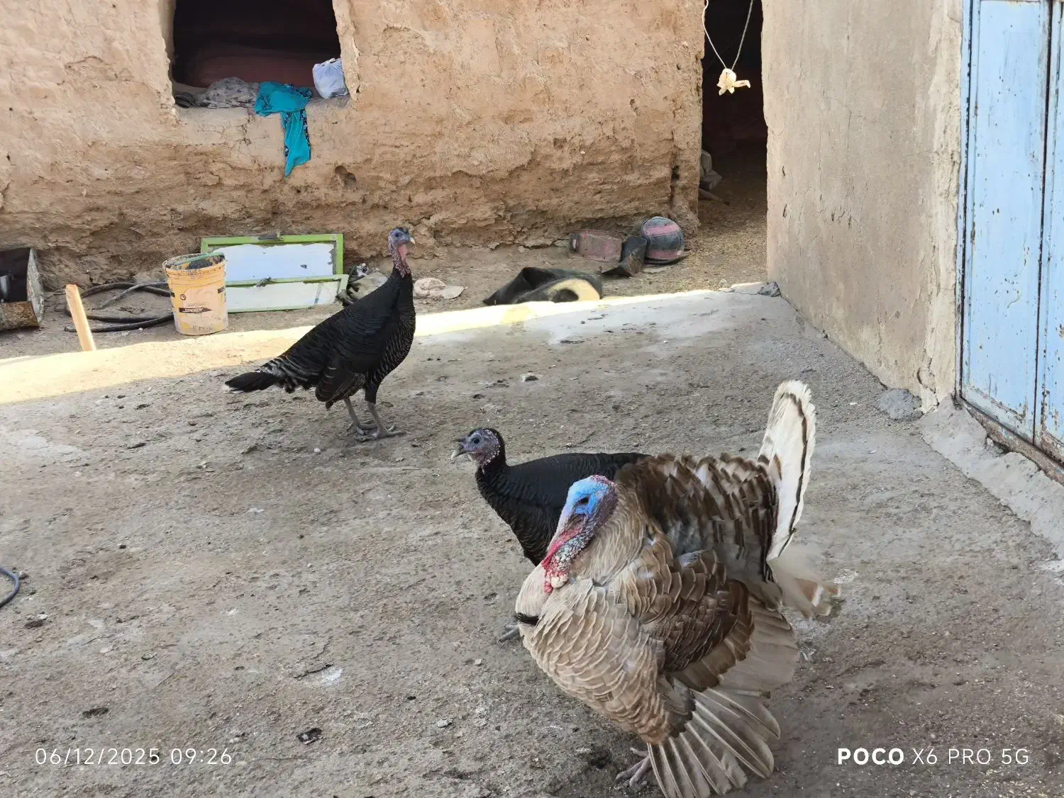 بوقلمون|حیوانات مزرعه|کاکی, |دیوار