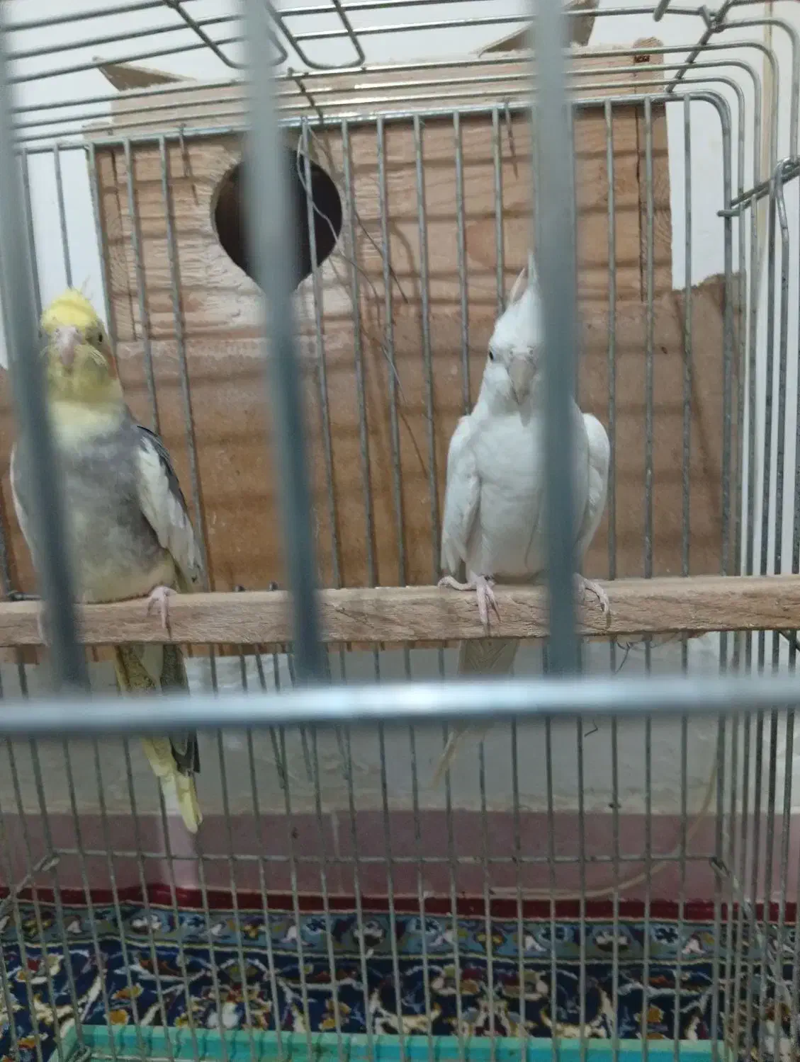 عروس نه عدد|پرنده|محمدیه-قزوین, |دیوار